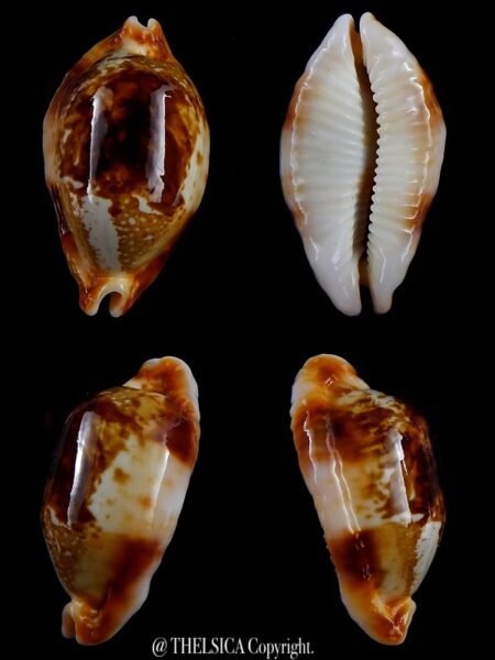 Bistolida stolida crossei N&R 41.98 mm F+++/Gem-0