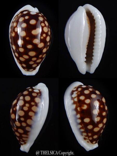 Cribrarula exmouthemsis magnifica 34,2 mm Gem -0