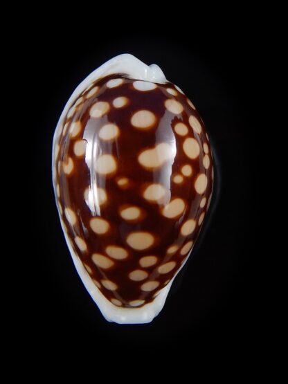 Cribrarula exmouthemsis magnifica 34,2 mm Gem -31240