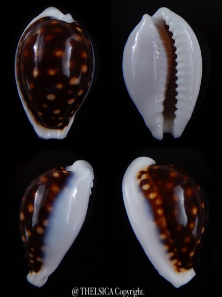 Cribrarula exmouthensis magnifica ... BLACK.. 34,7 mm Gem-0