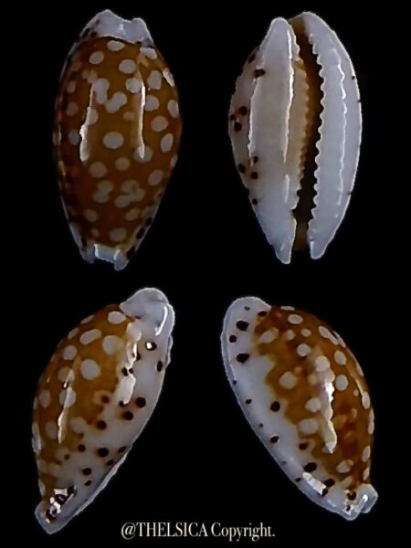 Cribrarula taitae 12,9 mm Gem-0