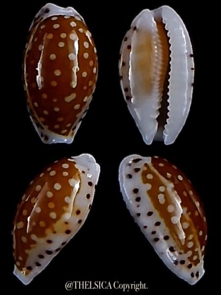 Cribrarula taitae 13,8 mm Gem-0