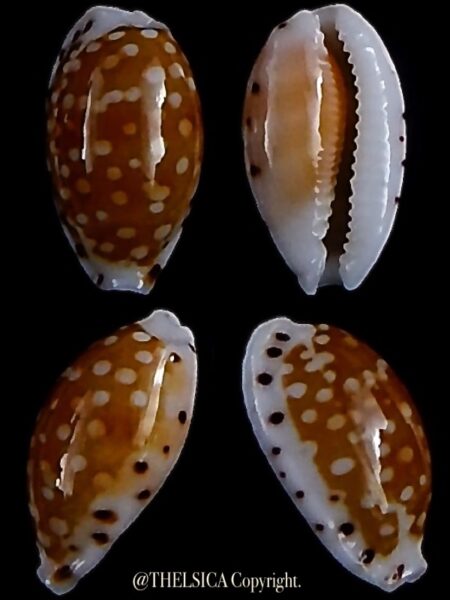 Cribrarula taitae 13,9 mm Gem-0