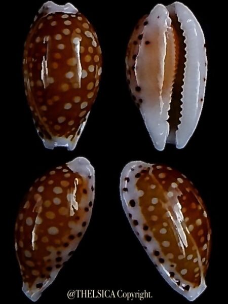 Cribrarula taitae 14,2 mm Gem-0