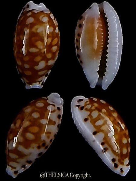 Cribrarula taitae 14,3 mm Gem-0