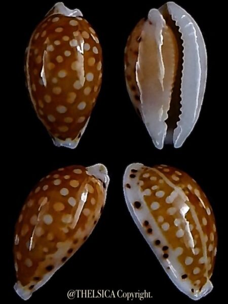 Cribrarula taitae 14,3 mm Gem-0