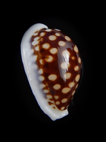 Cribrarula exmouthemsis magnifica 34,2 mm Gem -31243