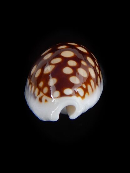 Cribrarula exmouthemsis magnifica 34,2 mm Gem -31246