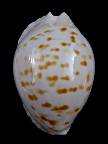 Zoila marginata orientalis 58,3 mm Gem-31375