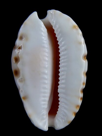 Zoila marginata orientalis 58,3 mm Gem-31377