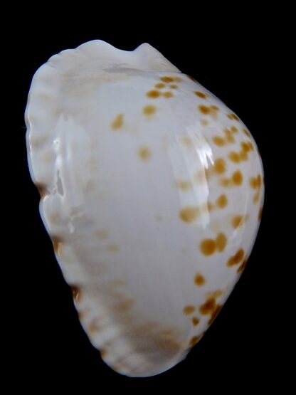 Zoila marginata orientalis 58,3 mm Gem-31376