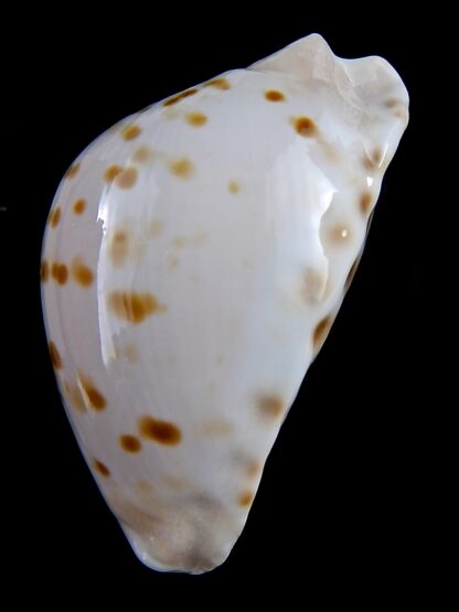 Zoila marginata orientalis 58,3 mm Gem-31380