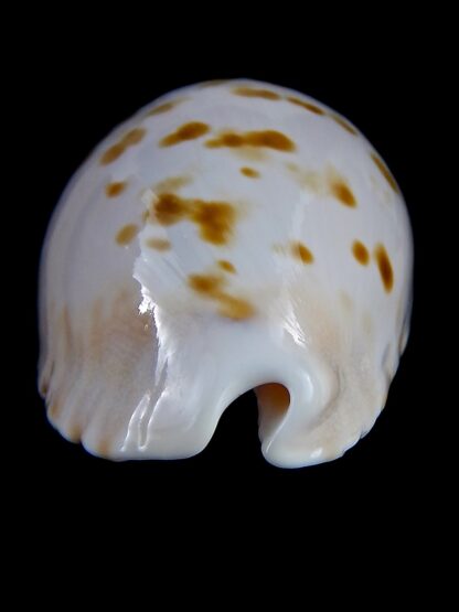 Zoila marginata orientalis 58,3 mm Gem-31379