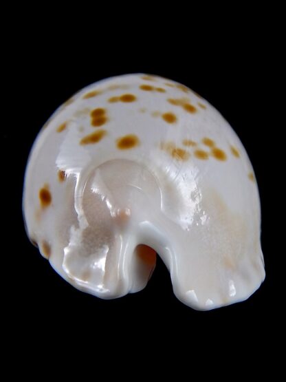 Zoila marginata orientalis 58,3 mm Gem-31378
