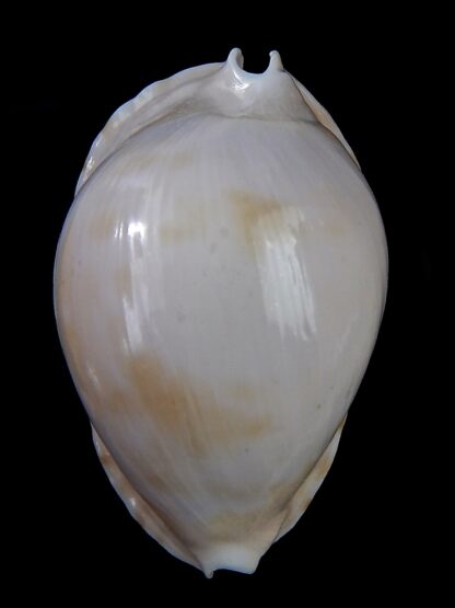 Zoila marginata albanyensis nimbosa 64,7 mm F+++/Gem-31491