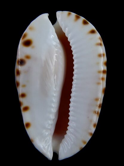 Zoila marginata albanyensis nimbosa 64,7 mm F+++/Gem-31493