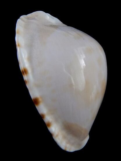 Zoila marginata albanyensis nimbosa 64,7 mm F+++/Gem-31492
