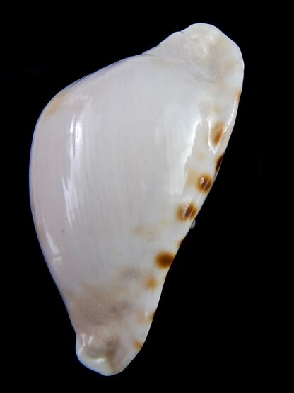 Zoila marginata albanyensis nimbosa 64,7 mm F+++/Gem-31495