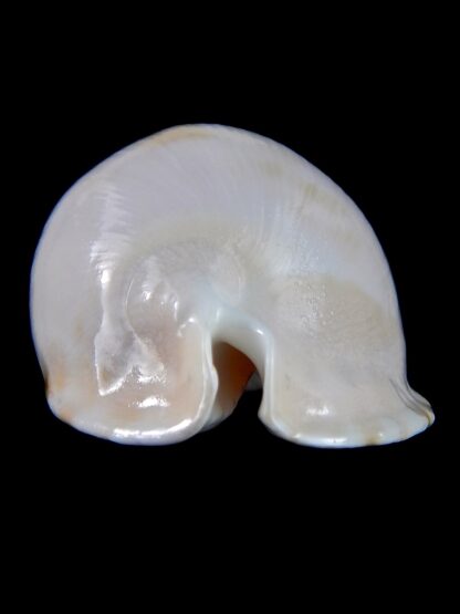 Zoila marginata albanyensis nimbosa 64,7 mm F+++/Gem-31494