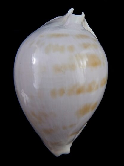 Zoila marginata albanyensis nimbosa ...VERY Big size .. 73,1 mm Gem-31478