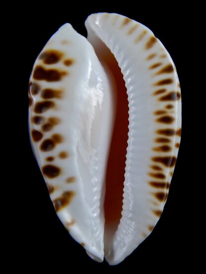 Zoila marginata albanyensis nimbosa ...VERY Big size .. 73,1 mm Gem-31482