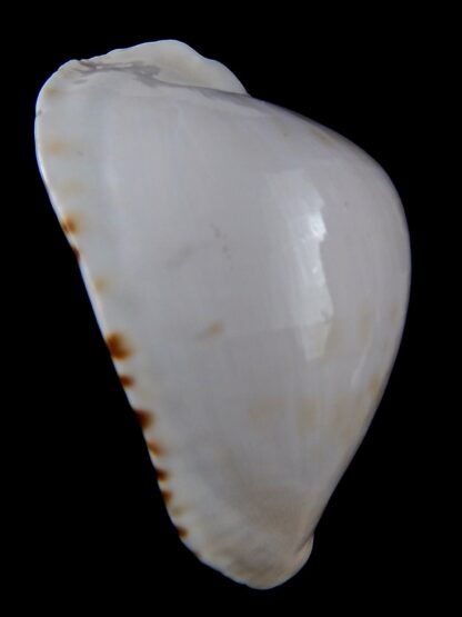 Zoila marginata albanyensis nimbosa ...VERY Big size .. 73,1 mm Gem-31480
