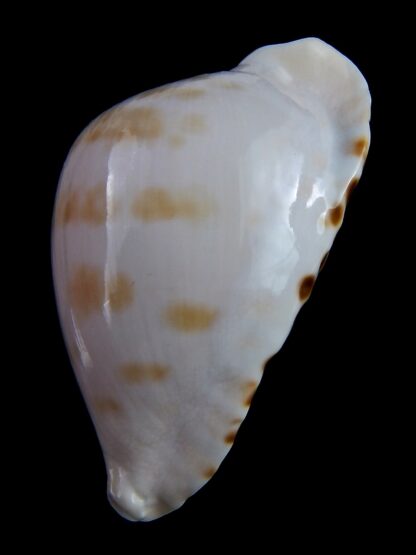 Zoila marginata albanyensis nimbosa ...VERY Big size .. 73,1 mm Gem-31479