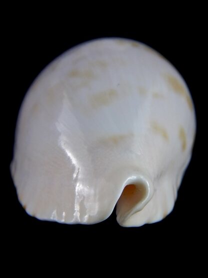 Zoila marginata albanyensis nimbosa ...VERY Big size .. 73,1 mm Gem-31477