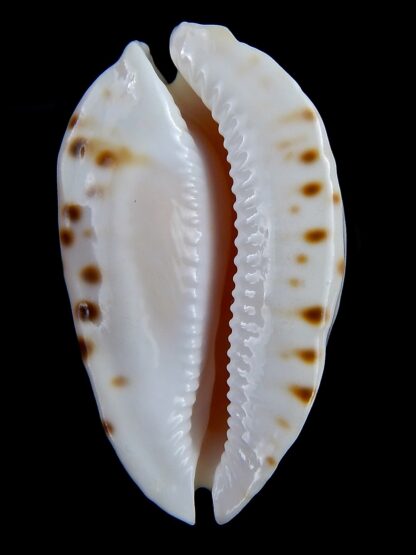 Zoila marginata albanyensis 65 mm Gem-31465