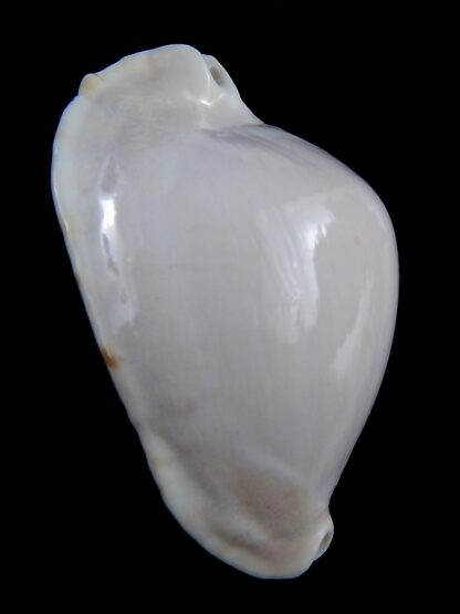 Zoila marginata albanyensis 65 mm Gem-31464