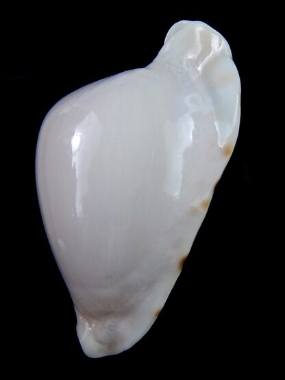 Zoila marginata albanyensis 65 mm Gem-31467