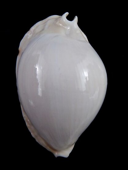 Zoila marginata albanyensis 64,5 mm Gem-31449