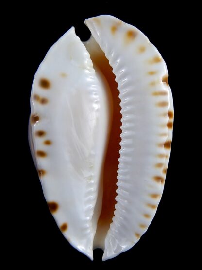 Zoila marginata albanyensis 64,5 mm Gem-31452