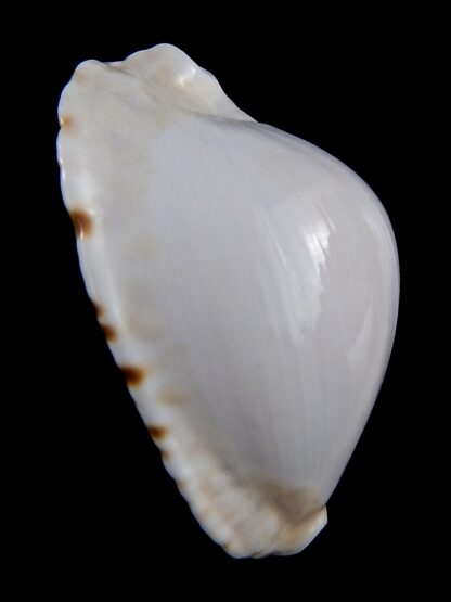 Zoila marginata albanyensis 64,5 mm Gem-31450
