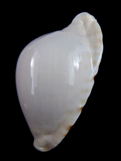 Zoila marginata albanyensis 64,5 mm Gem-31454