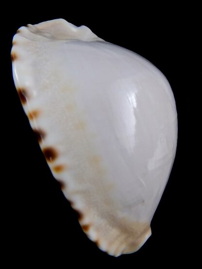 Zoila marginata albanyensis 64 mm F+++ / Gem-31436