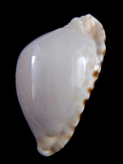Zoila marginata albanyensis 64 mm F+++ / Gem-31440