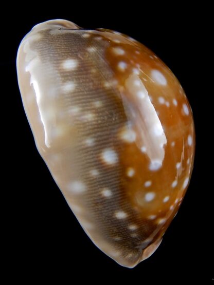 Lyncina vitellus ...Big Size... 66.48 mm Gem -31601