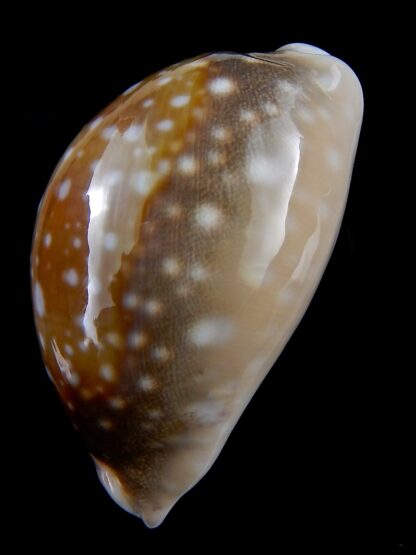 Lyncina vitellus ...Big Size... 66.48 mm Gem -31605