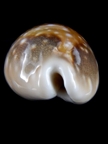 Lyncina vitellus ...Big Size... 66.48 mm Gem -31603