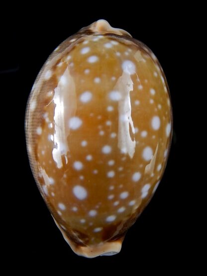 Lyncina vitellus ...Big Size... 66.79 mm Gem -31615