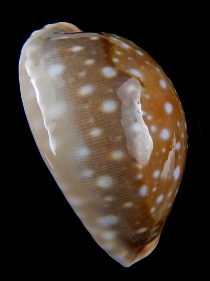 Lyncina vitellus ...Big Size... 66.79 mm Gem -31614