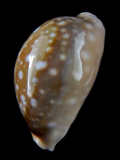 Lyncina vitellus ...Big Size... 66.79 mm Gem -31617