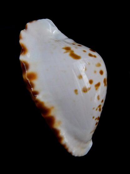 Zoila marginata bataviensis 50.22 mm F+++/Gem-31586