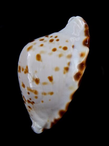 Zoila marginata bataviensis 50.22 mm F+++/Gem-31588