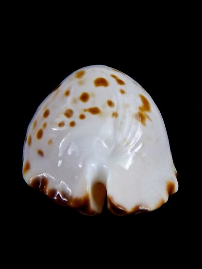 Zoila marginata bataviensis 50.22 mm F+++/Gem-31589