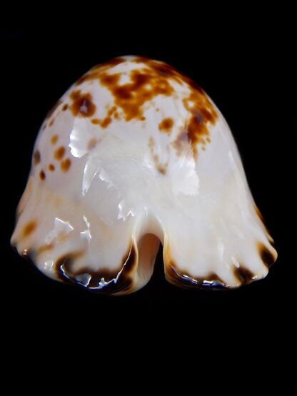Zoila marginata bataviensis 48,7 mm Gem-31789