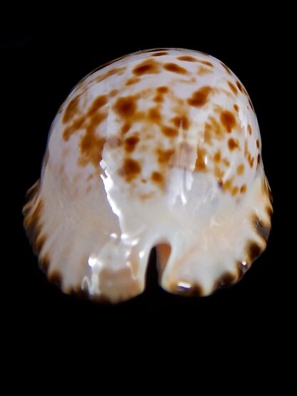 Zoila marginata bataviensis 50 mm Gem-31805