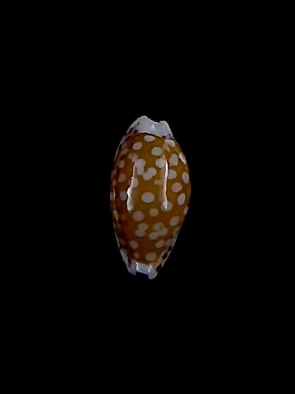 Cribrarula taitae 12,9 mm Gem-31930