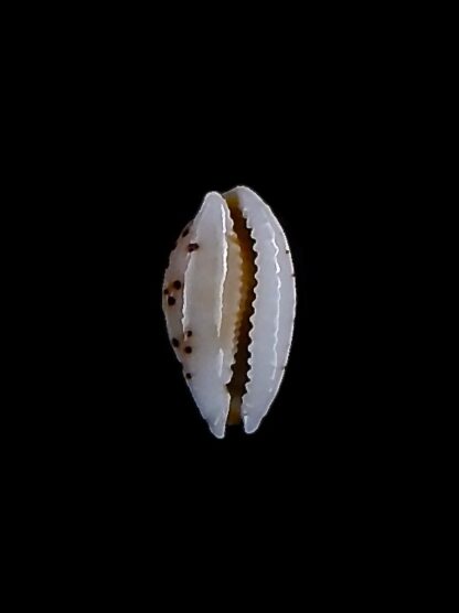 Cribrarula taitae 12,9 mm Gem-31932